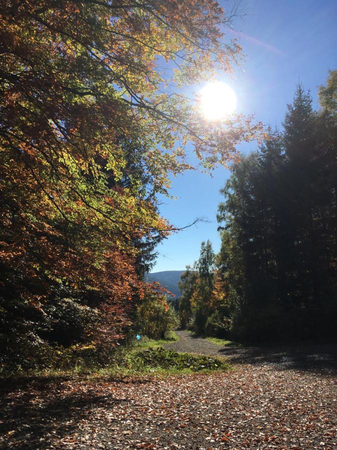 Pension Haus Waldfrieden, Meinecardplus Inklusive Willingen  Eksteriør bilde